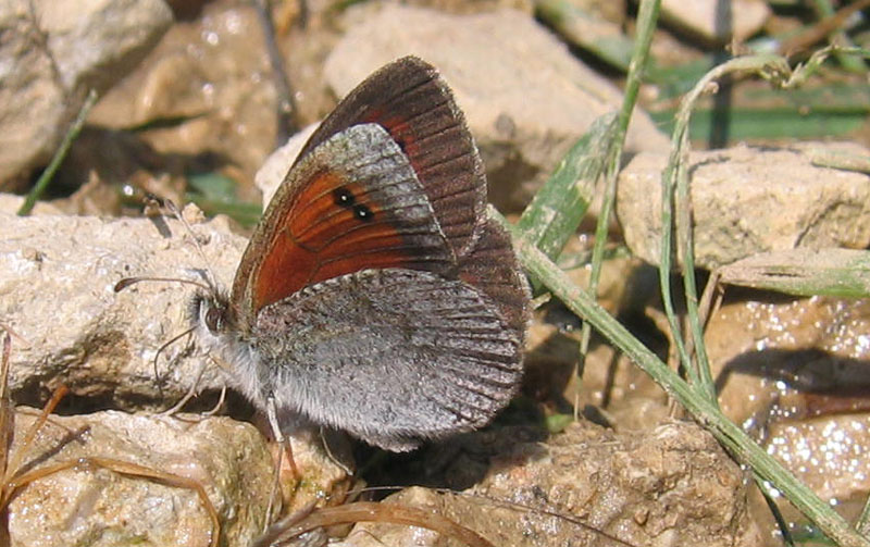 Erebia cassioides - Nymphalidae Satyrinae...dal Trentino